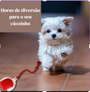 Cat Ball - Brinquedo Interativo para Gatos e Cães